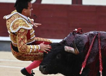 El Matador matado, Gonzalo Caballero torero compagno della nipote del re di Spagna è in gravi condizioni. Stop Corrida!