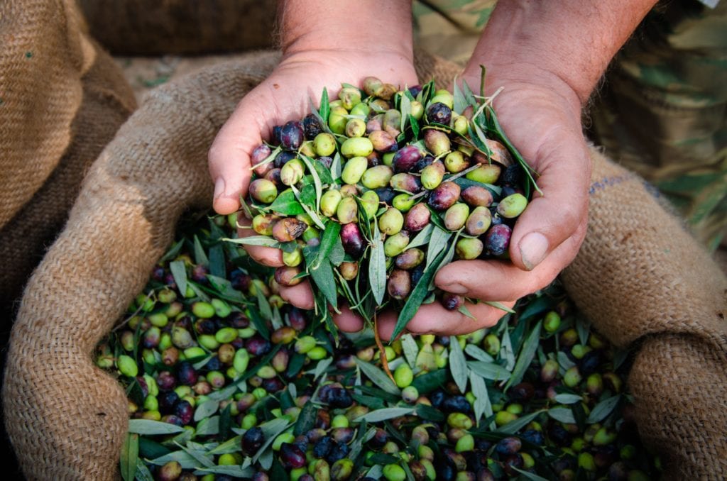 Raccolta delle olive