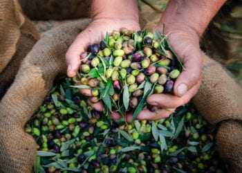 Raccolta delle olive
