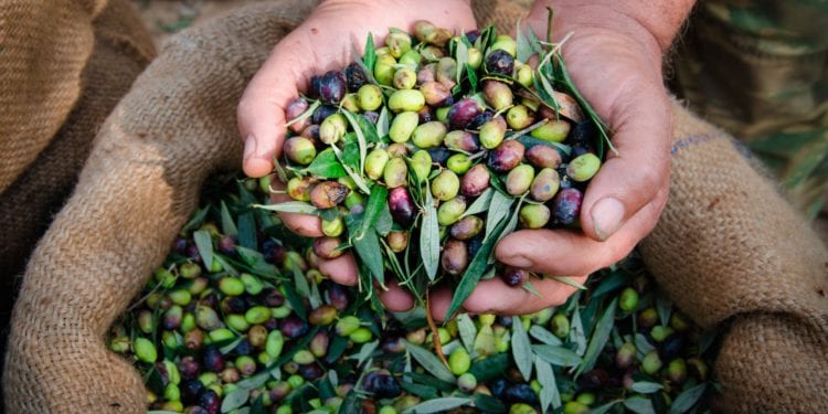 Raccolta delle olive