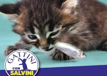 Alle Sardine del kenyano Ogongo, Matteo Salvini risponde con i Gattini