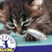 Alle Sardine del kenyano Ogongo, Matteo Salvini risponde con i Gattini
