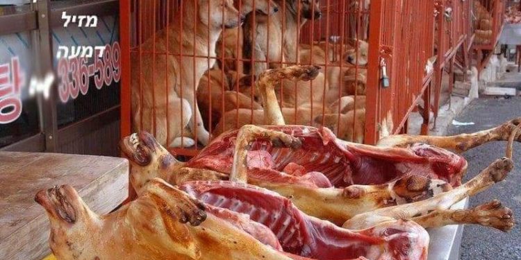 I mercati dell’orrore cinesi dove nascono i virus – LE IMMAGINI