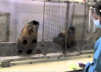 IL comportamento delle scimmie rispetto ai soldi