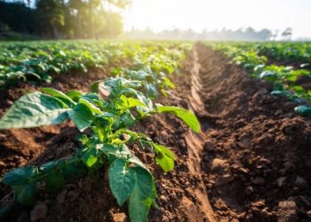 Filiera agroalimentare