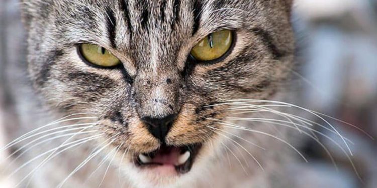 GATTO