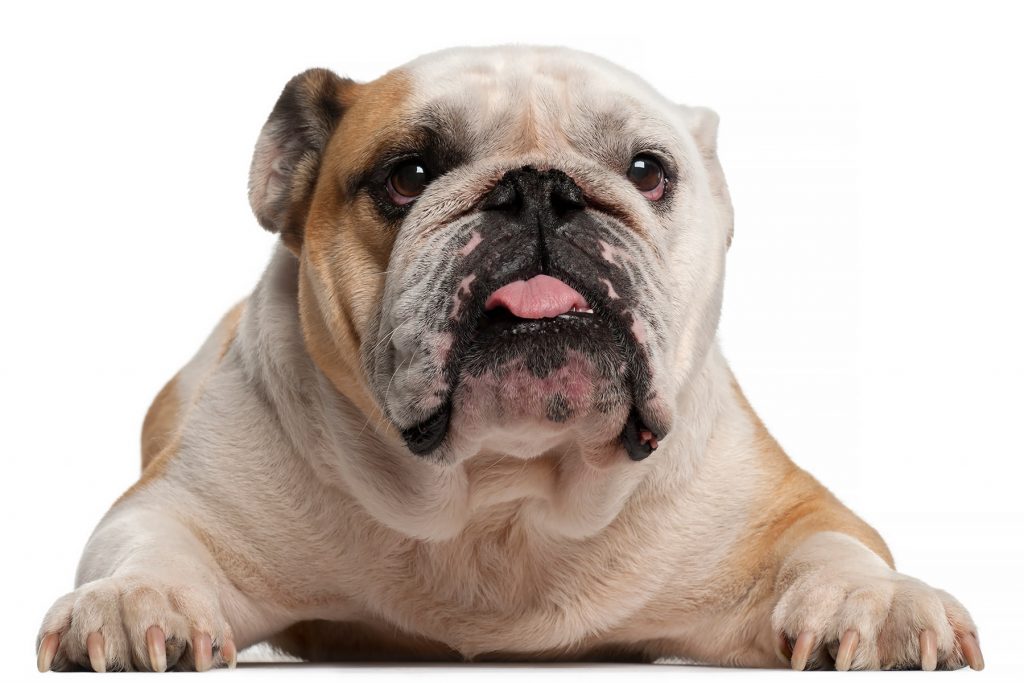 bulldog