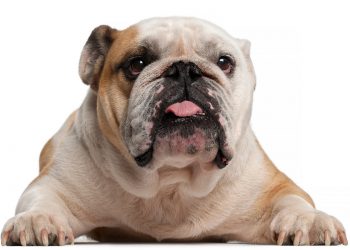bulldog