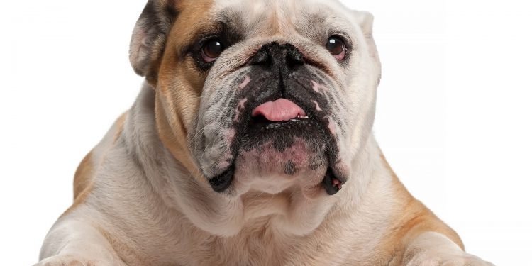 bulldog