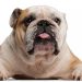 bulldog