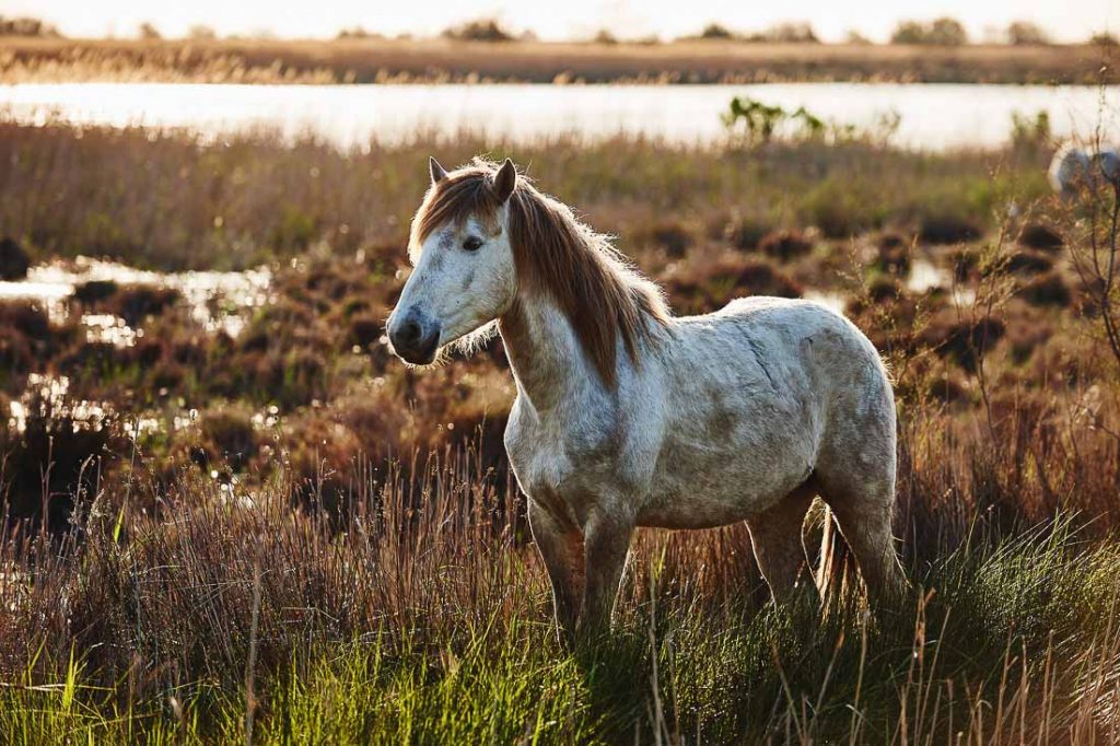 Albino