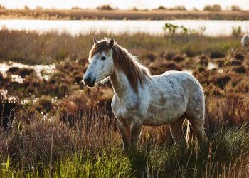 Albino