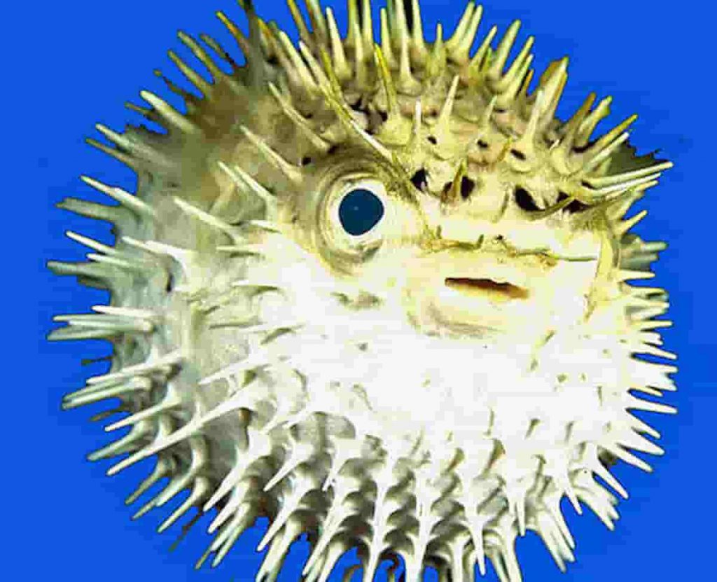 Fugu