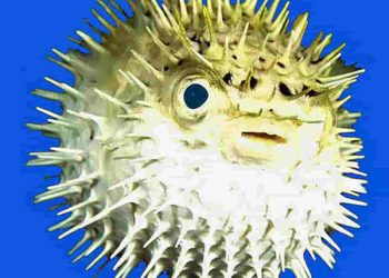 Fugu