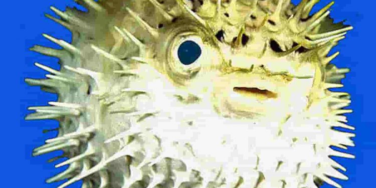 Fugu