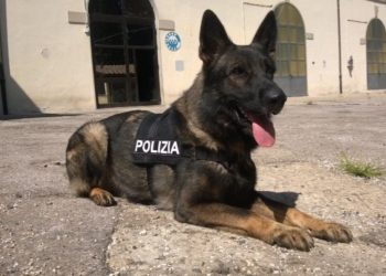 cane poliziotto