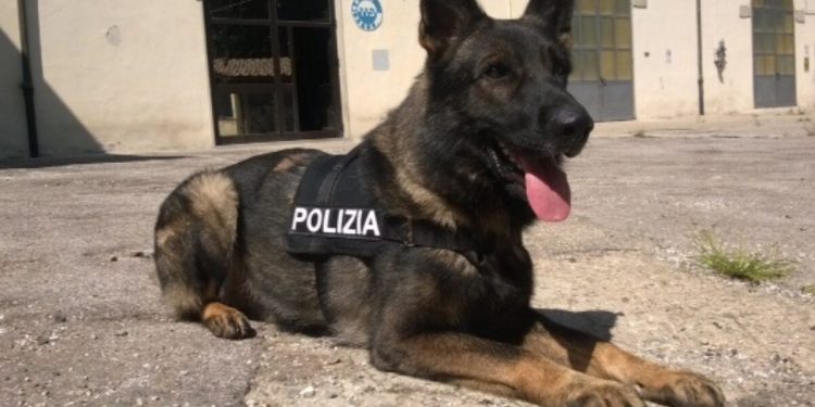 cane poliziotto