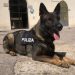 cane poliziotto