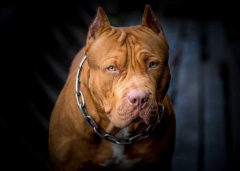pitbull