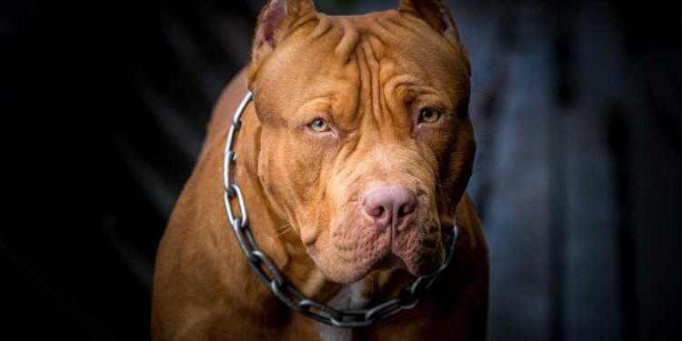 pitbull