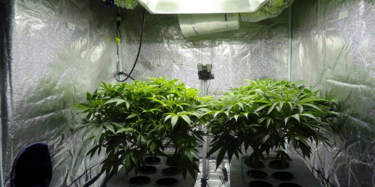 cannabis