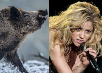 shakira