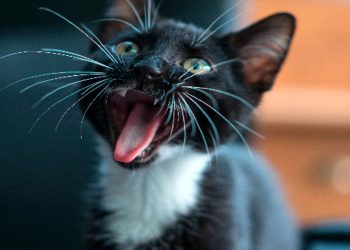 gatto