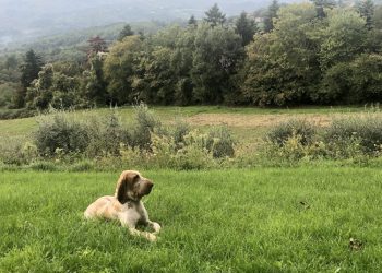È sabato, finalmente il babbo mi porta nel bosco. A caccia