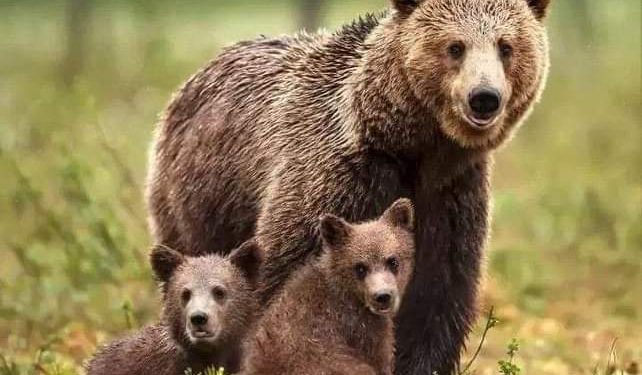 I cuccioli dell’orsa Amarena sono stati localizzati
