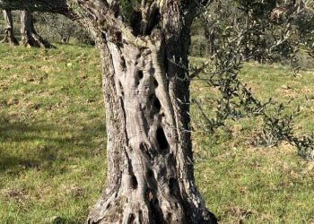 Finiti tra le Green-fie
