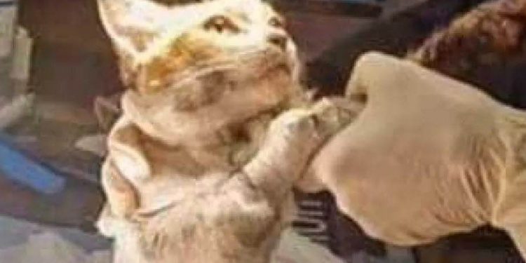 La tragedia del piccolo Leone e la necessità di rivedere le norme