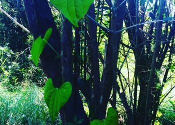 Dal libro ” la strega verde”