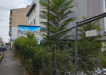 L’ Ailanto l’ Alien delle piante