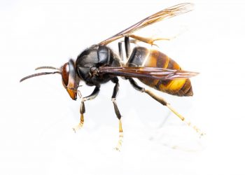Calabrone asiatico e tutela degli spazi verdi: prevenzione e monitoraggio