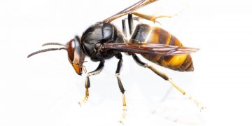Calabrone asiatico e tutela degli spazi verdi: prevenzione e monitoraggio