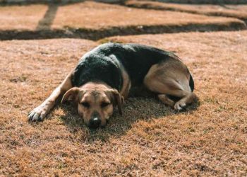 Colpo di calore nel cane, come si riconosce e cosa fare subito