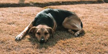Colpo di calore nel cane, come si riconosce e cosa fare subito