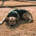 Colpo di calore nel cane, come si riconosce e cosa fare subito