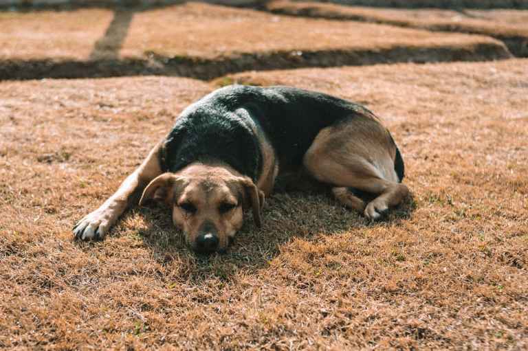 Colpo di calore nel cane, come si riconosce e cosa fare subito