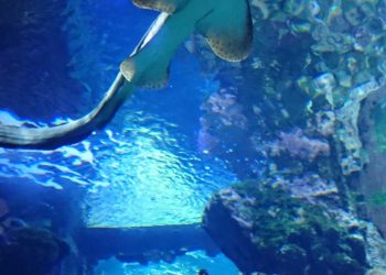 Il Tempio del Mare: viaggio nel Museo Oceanografico di Monaco