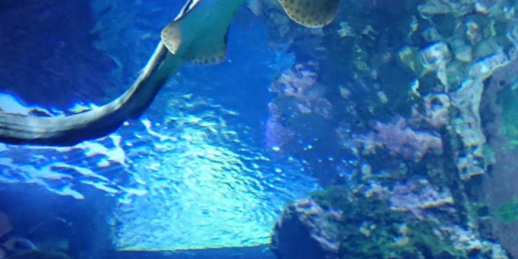 Il Tempio del Mare: viaggio nel Museo Oceanografico di Monaco