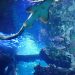 Il Tempio del Mare: viaggio nel Museo Oceanografico di Monaco