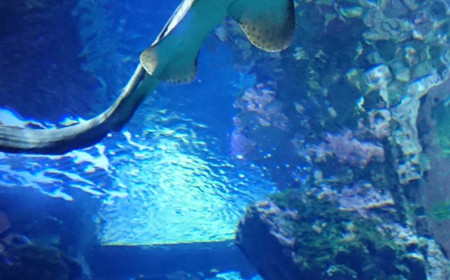 Il Tempio del Mare: viaggio nel Museo Oceanografico di Monaco